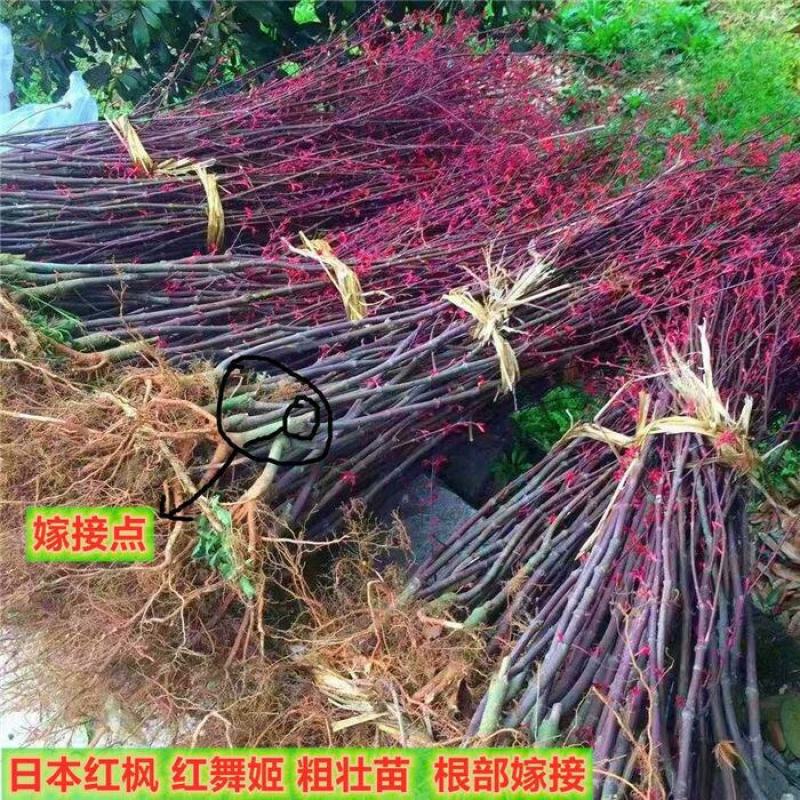 低价出售日本红枫基地直销，品种纯正，不和卖假货拼价格