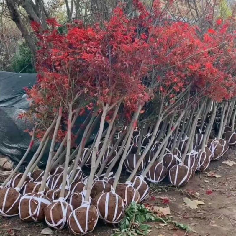 低价出售日本红枫基地直销，品种纯正，不和卖假货拼价格