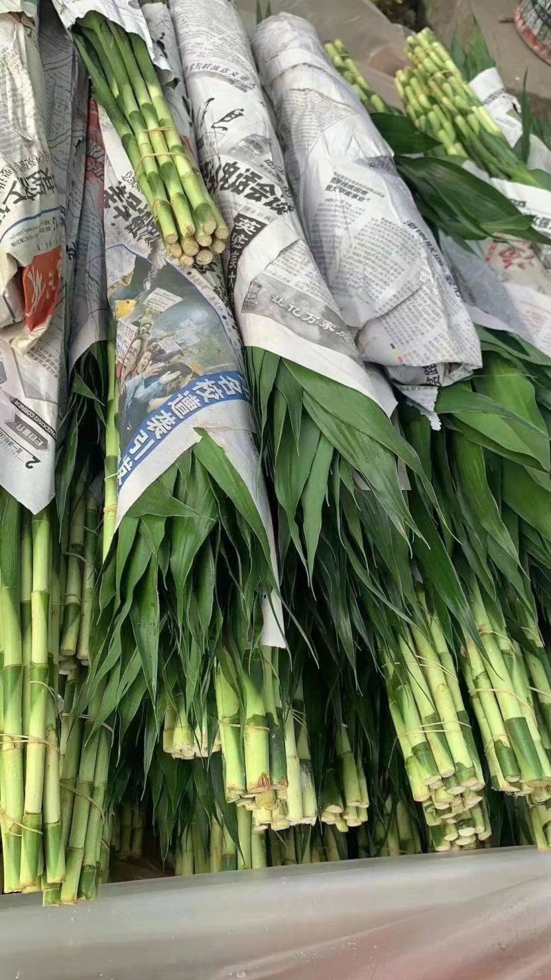 富贵之象征，富贵竹厂家直销，一把10根