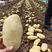 山东肥城平阴小棚荷兰十五土豆大量供应质量好，