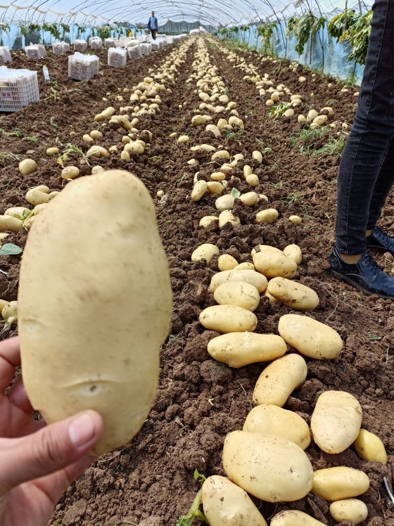 山东肥城平阴小棚荷兰十五土豆大量供应质量好，