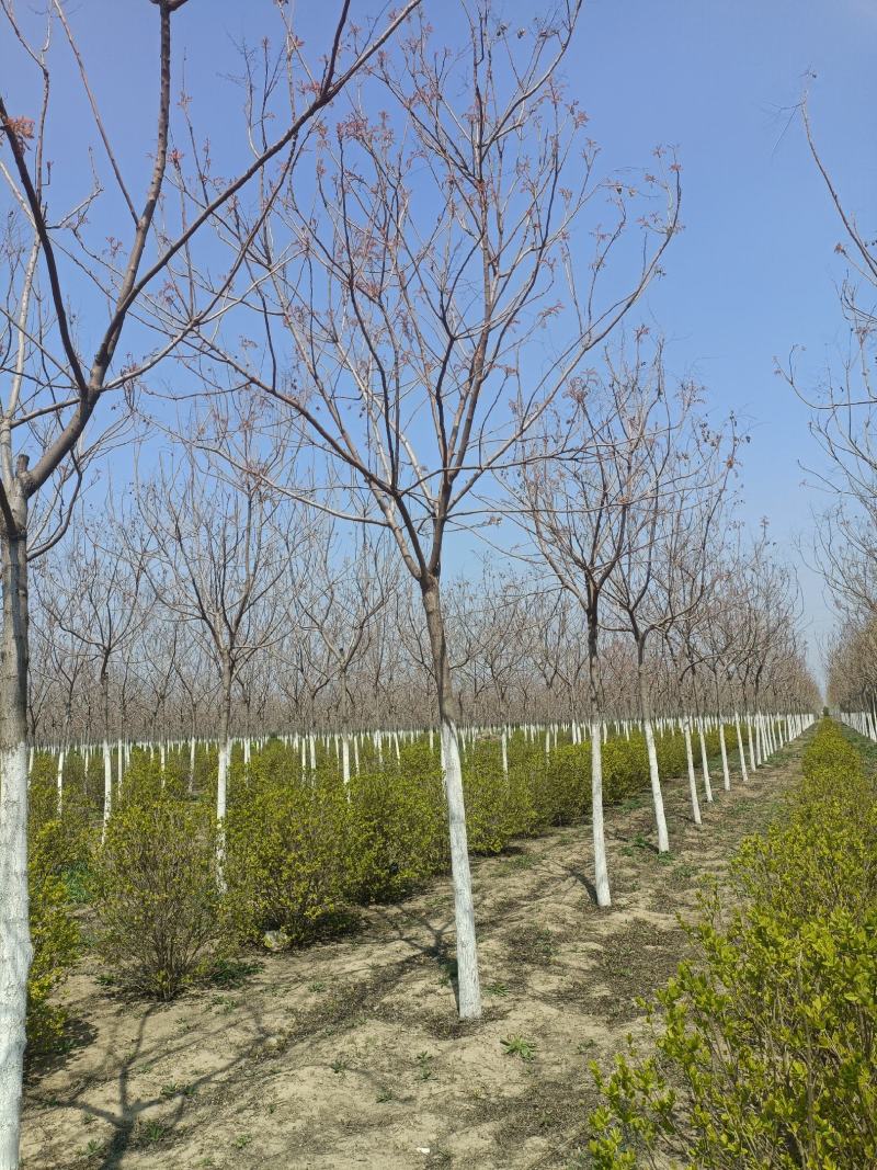 山东栾树北栾对接工程绿化规格齐全欢迎客商联系
