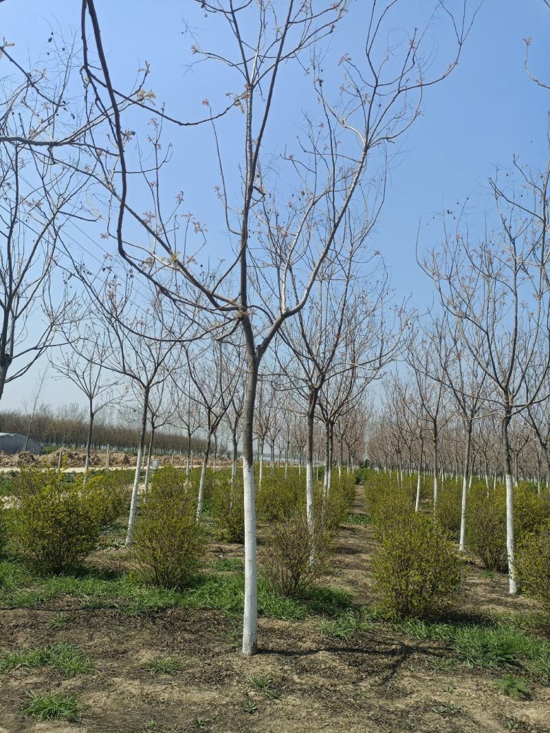 山东栾树北栾对接工程绿化规格齐全欢迎客商联系