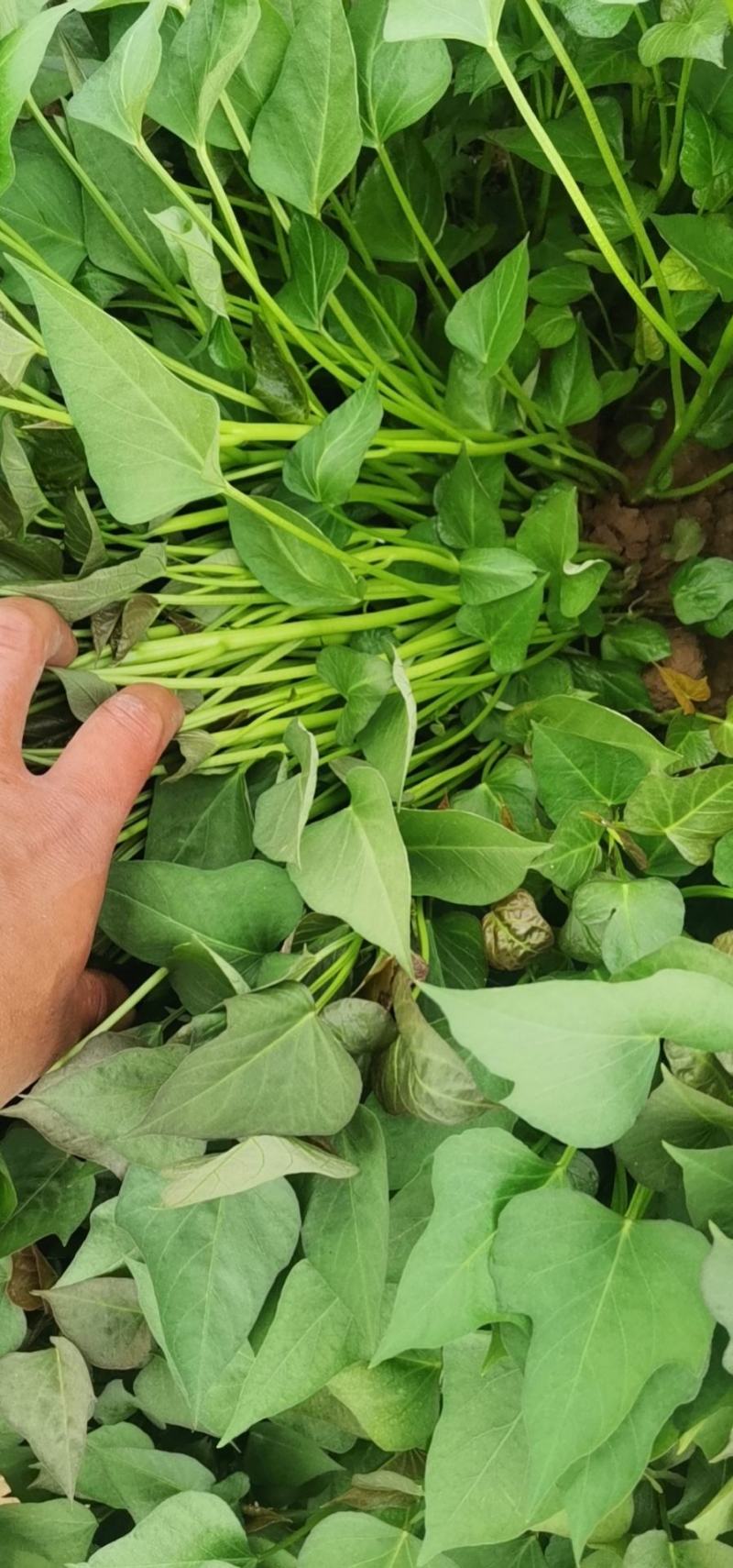 商薯19红薯苗