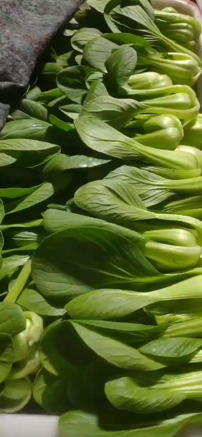 精品小油菜快菜发货全国供应食品厂