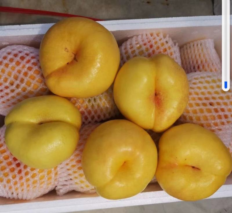 丹东蟠桃油桃油蟠桃货源充足代发全国对接各大电商