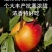 丹东蟠桃油桃油蟠桃货源充足代发全国对接各大电商