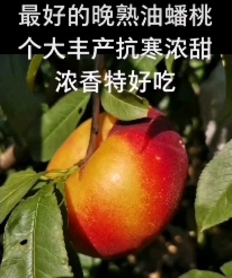 丹东蟠桃油桃油蟠桃货源充足代发全国对接各大电商