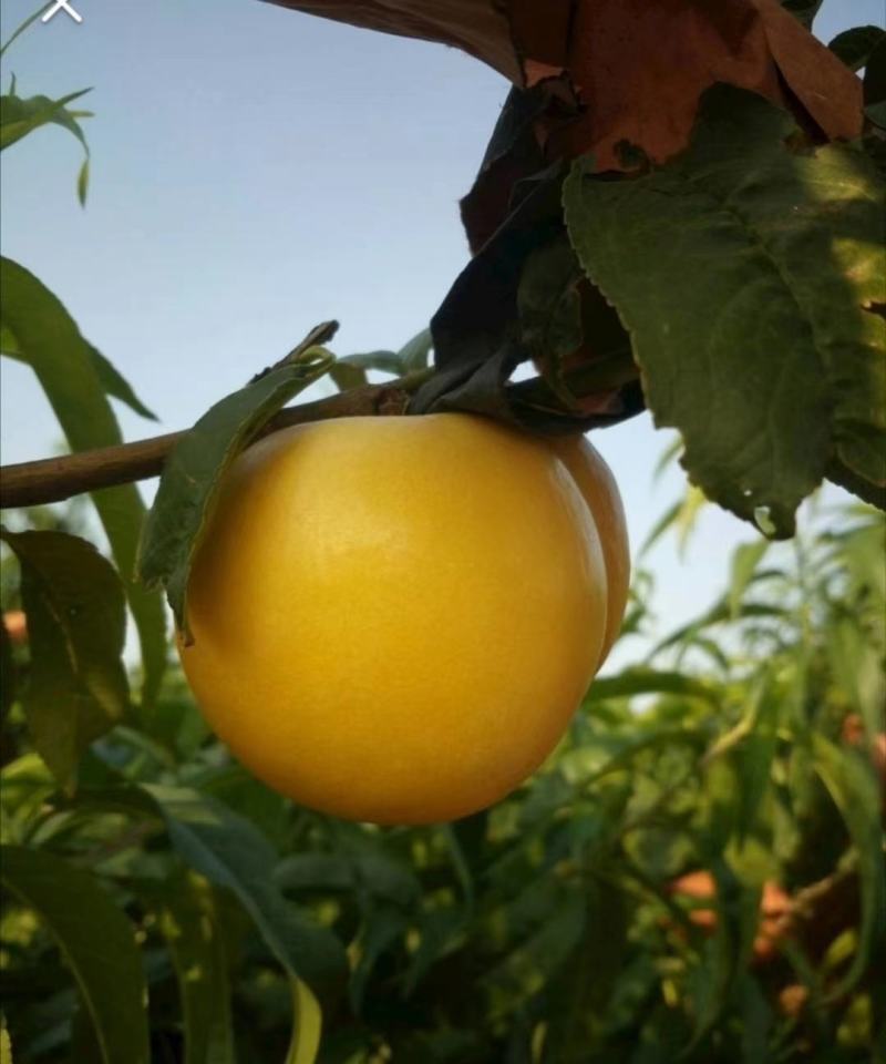 丹东蟠桃油桃油蟠桃货源充足代发全国对接各大电商
