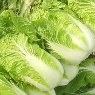 大白菜量大有几万斤有要的抓紧联系就这几天