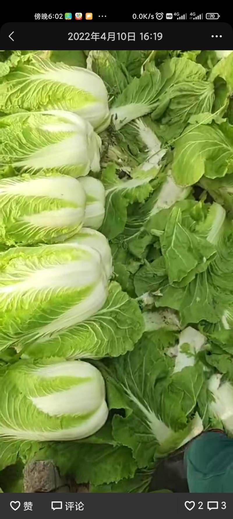 大白菜量大有几万斤有要的抓紧联系就这几天