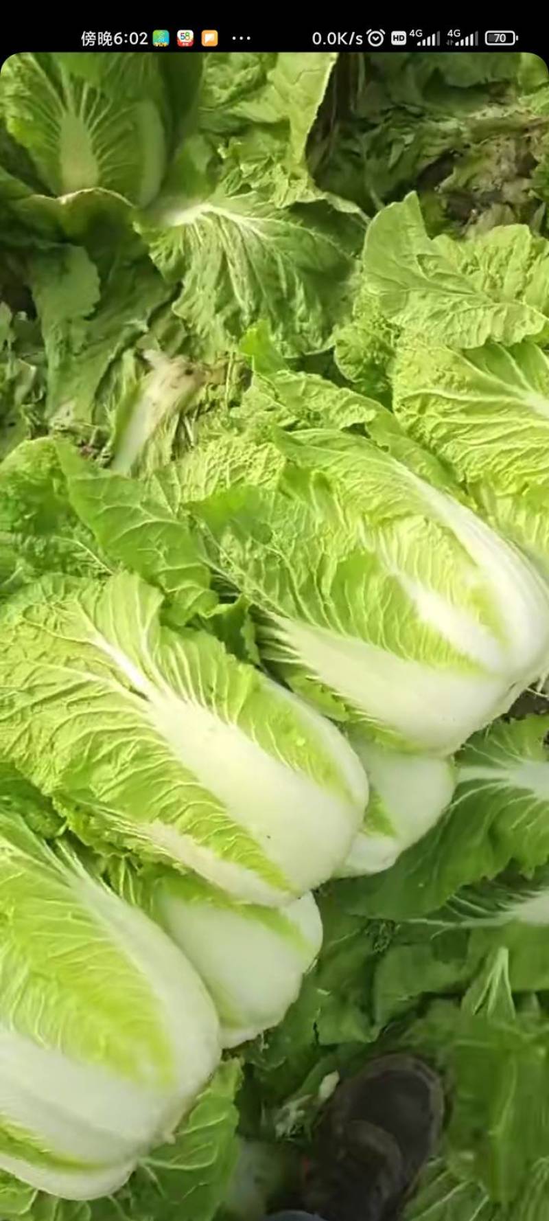 大白菜量大有几万斤有要的抓紧联系就这几天