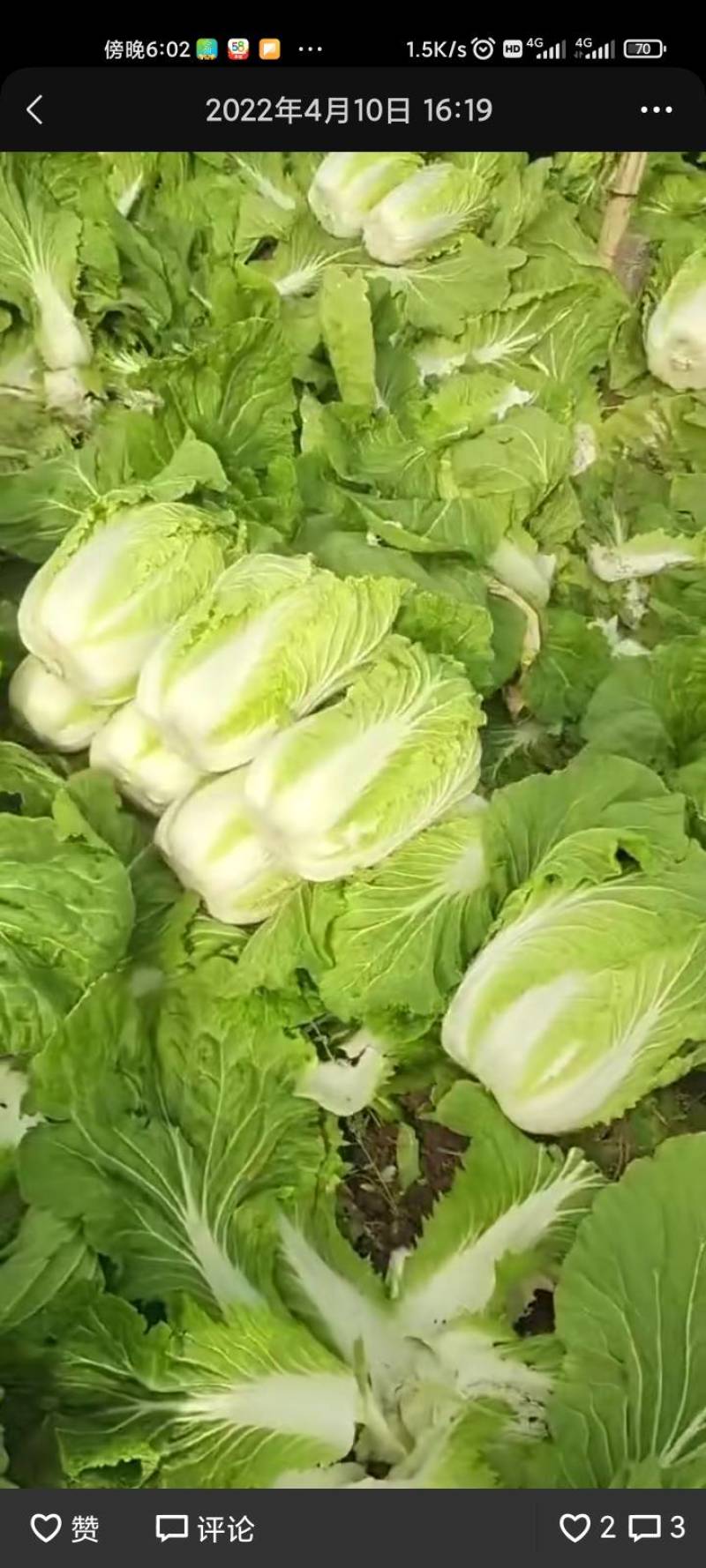 大白菜量大有几万斤有要的抓紧联系就这几天