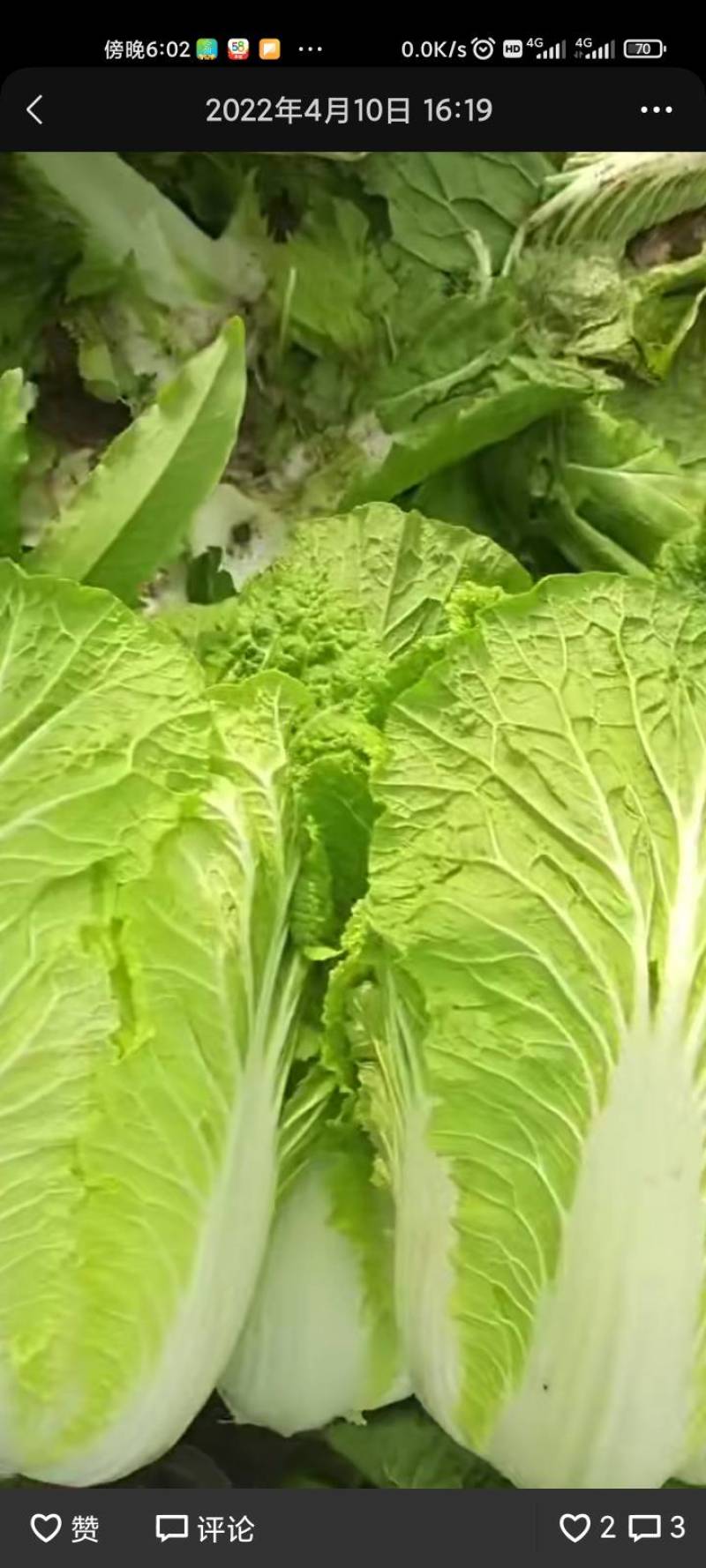 大白菜量大有几万斤有要的抓紧联系就这几天