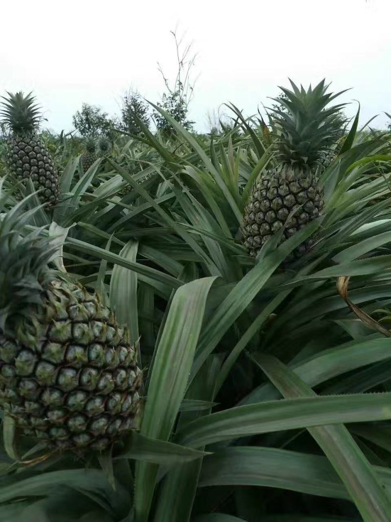 海南金钻凤梨16号甜蜜蜜常年批发果园直发