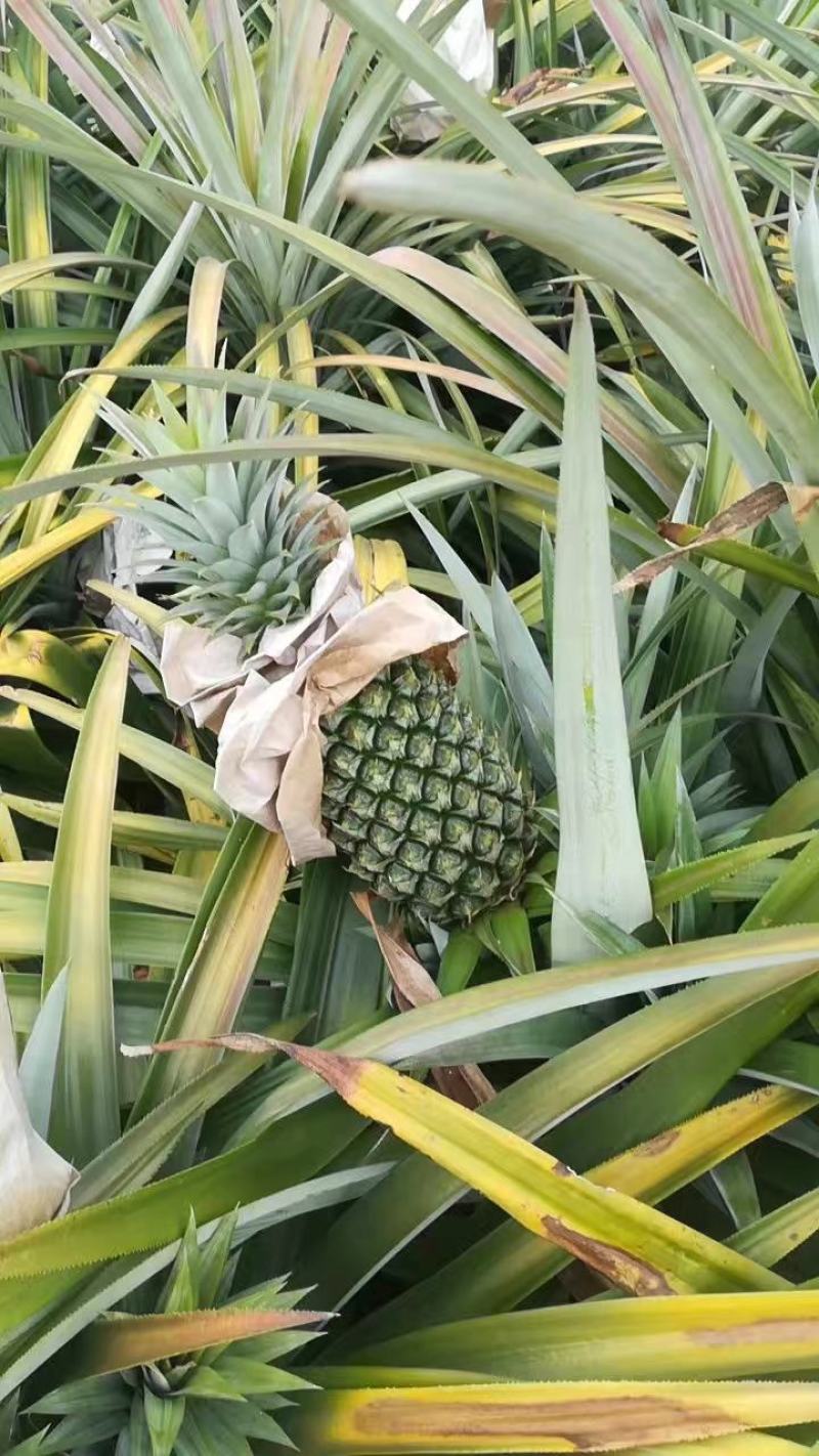 海南金钻凤梨16号甜蜜蜜常年批发果园直发