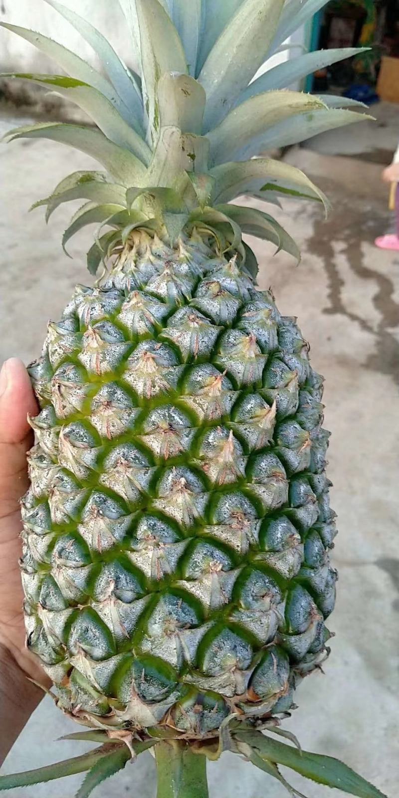海南金钻凤梨16号甜蜜蜜常年批发果园直发