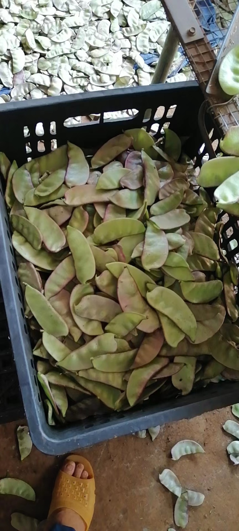 疏菜，青瓜，豆角，茄子