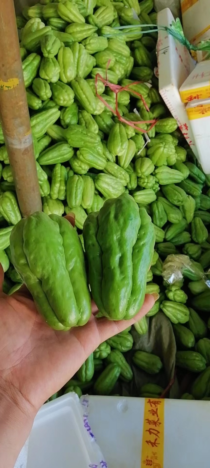 疏菜，青瓜，豆角，茄子