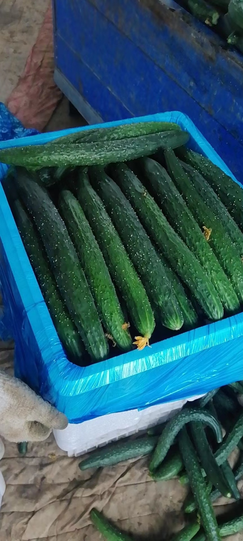 疏菜，青瓜，豆角，茄子