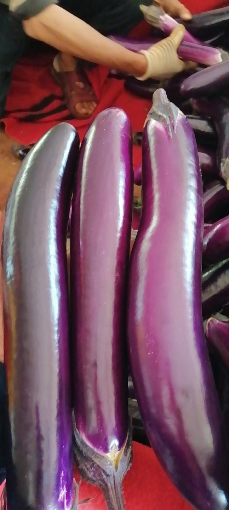 疏菜，青瓜，豆角，茄子