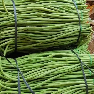 疏菜，青瓜，豆角，茄子