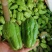 疏菜，青瓜，豆角，茄子