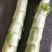 红尖叶莴笋香笋大量上市