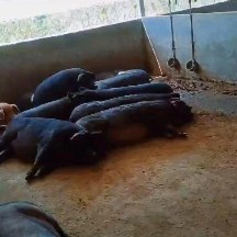 出售黑猪300斤以上—400斤左右100多头