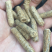 稻壳生物质颗粒