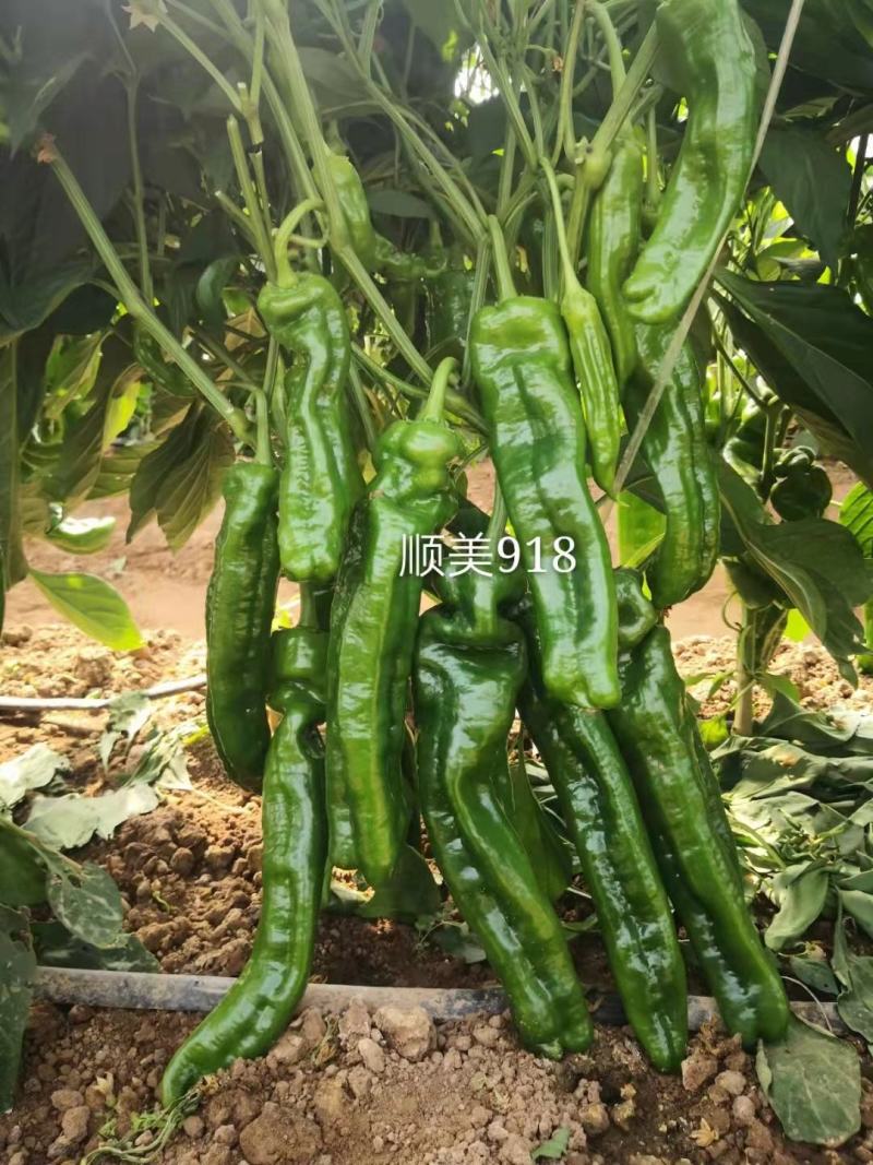 顺美918泡椒种子30多个果左右早熟杂交一代包