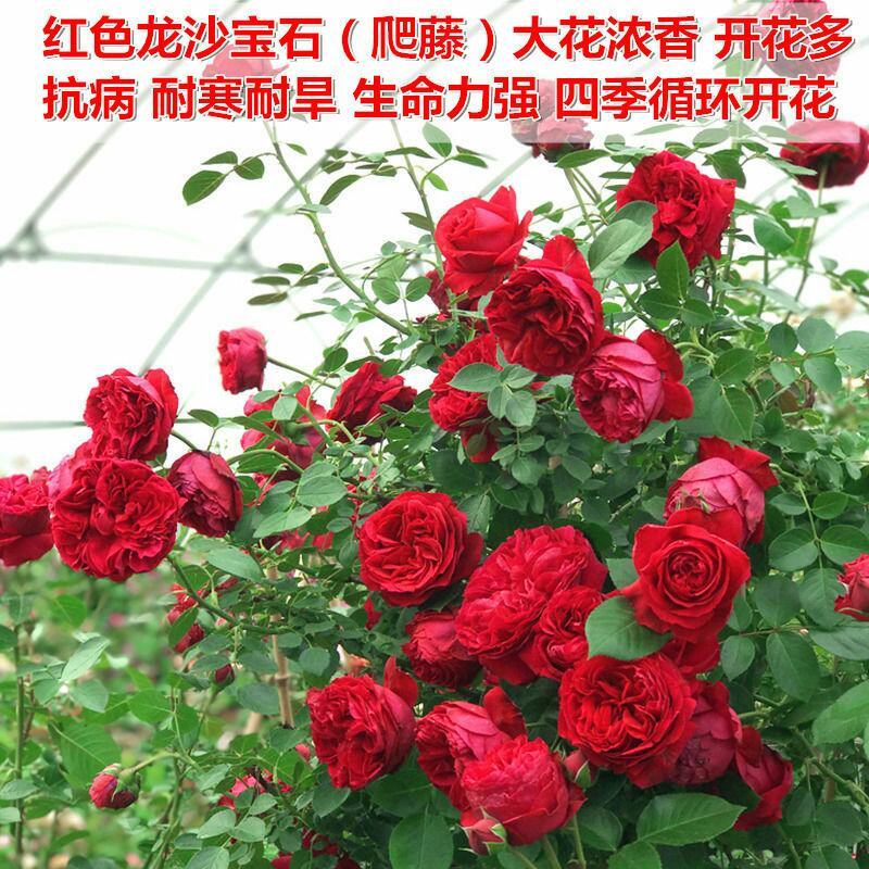 胭脂扣蔷薇花苗藤本月季特大花苗浓香爬藤植物四季开花不断