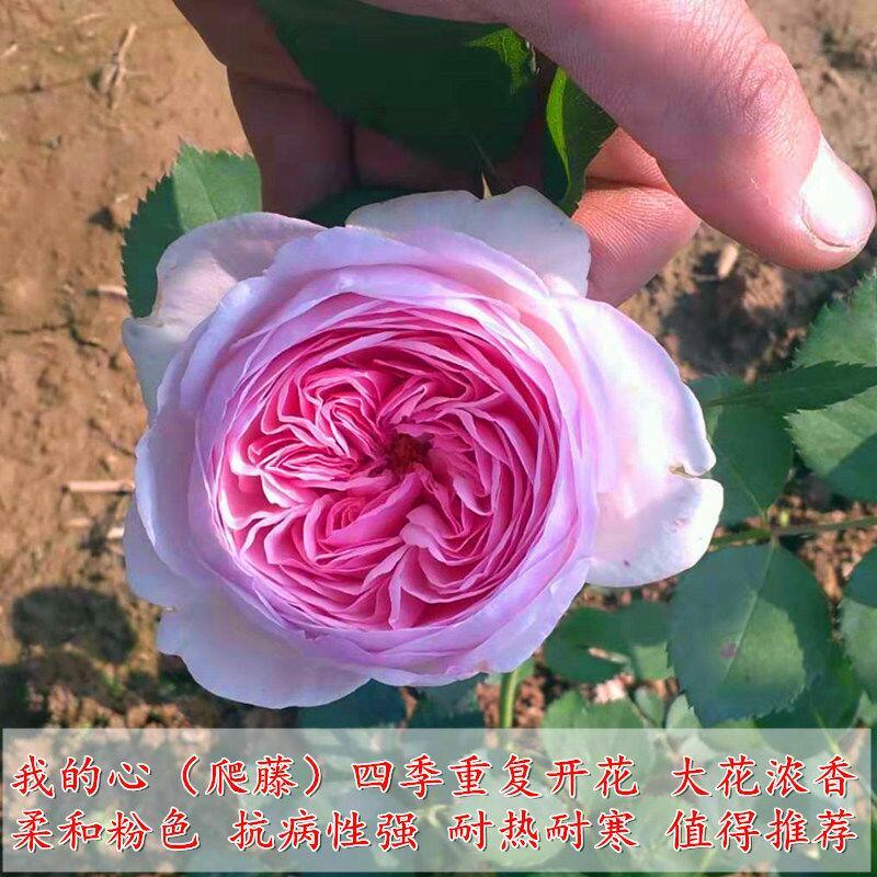 胭脂扣蔷薇花苗藤本月季特大花苗浓香爬藤植物四季开花不断