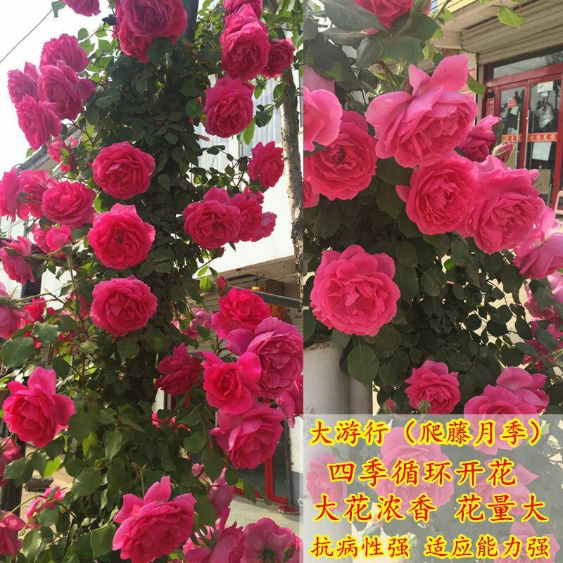 胭脂扣蔷薇花苗藤本月季特大花苗浓香爬藤植物四季开花不断