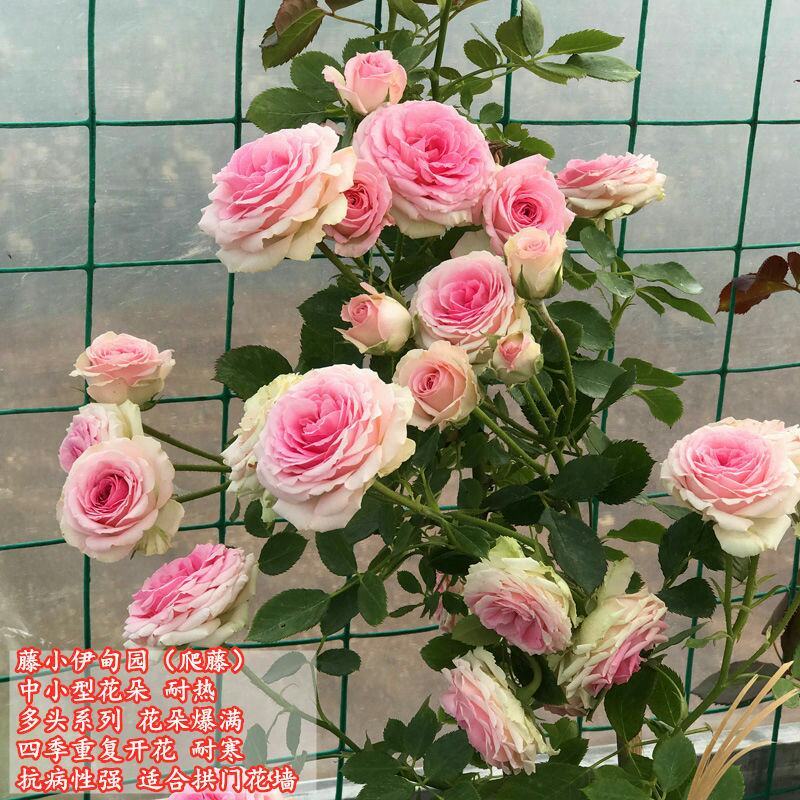 胭脂扣蔷薇花苗藤本月季特大花苗浓香爬藤植物四季开花不断