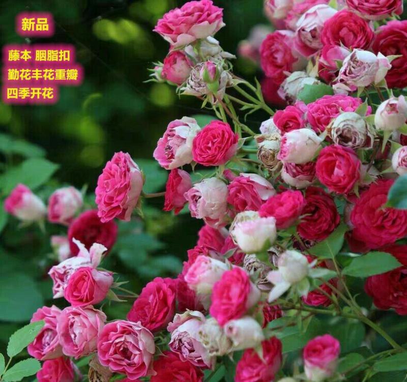 胭脂扣蔷薇花苗藤本月季特大花苗浓香爬藤植物四季开花不断