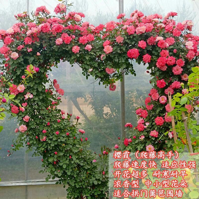 胭脂扣蔷薇花苗藤本月季特大花苗浓香爬藤植物四季开花不断