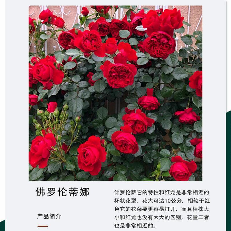 胭脂扣蔷薇花苗藤本月季特大花苗浓香爬藤植物四季开花不断