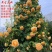 胭脂扣蔷薇花苗藤本月季特大花苗浓香爬藤植物四季开花不断