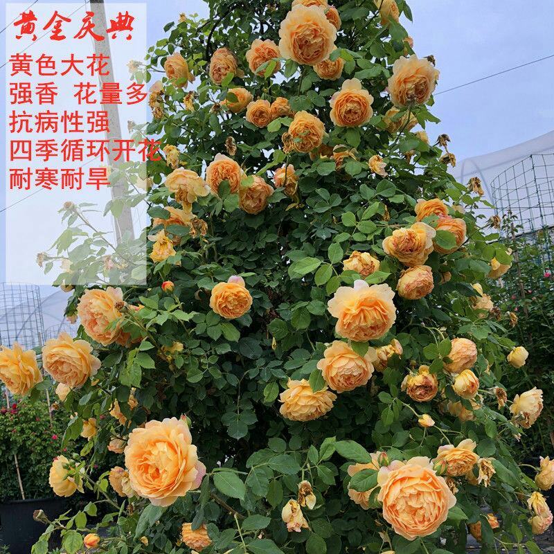 胭脂扣蔷薇花苗藤本月季特大花苗浓香爬藤植物四季开花不断