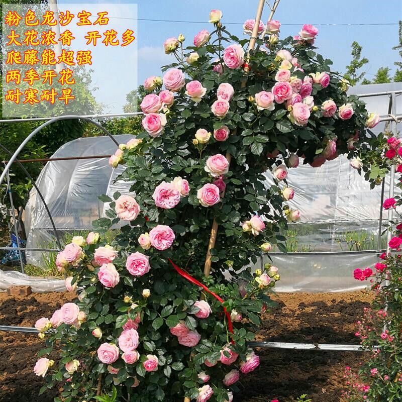 胭脂扣蔷薇花苗藤本月季特大花苗浓香爬藤植物四季开花不断