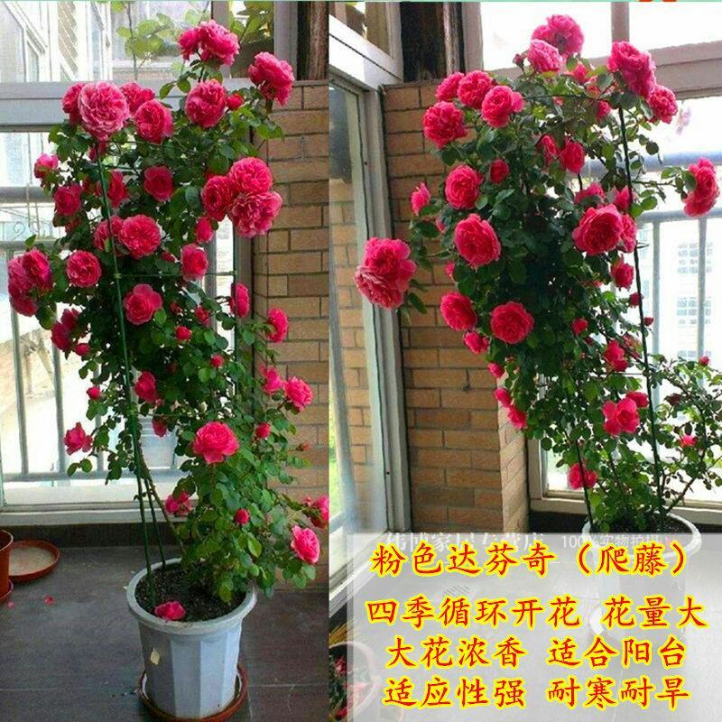 胭脂扣蔷薇花苗藤本月季特大花苗浓香爬藤植物四季开花不断