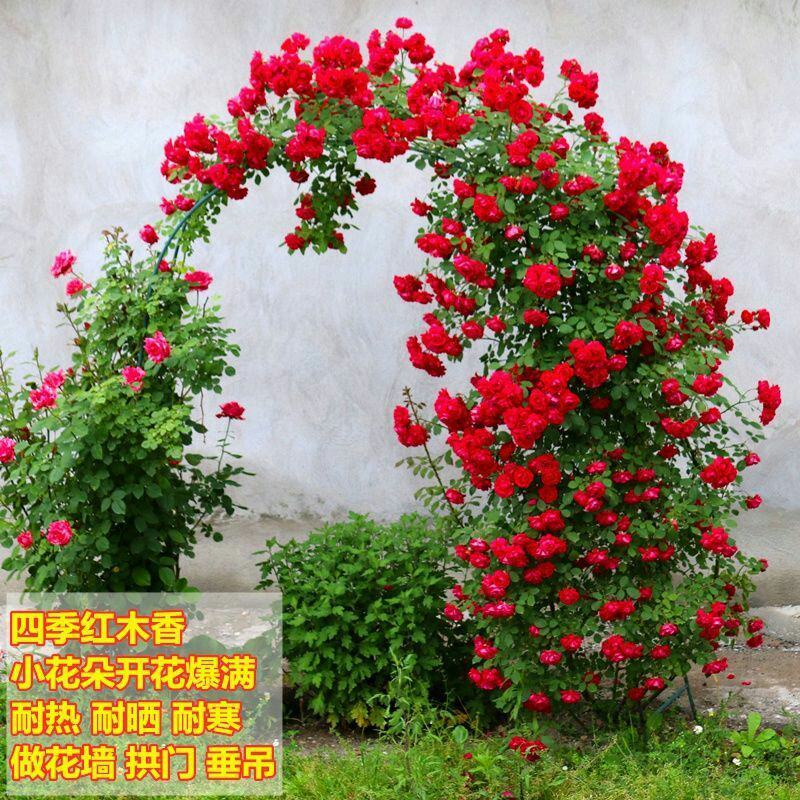 胭脂扣蔷薇花苗藤本月季特大花苗浓香爬藤植物四季开花不断