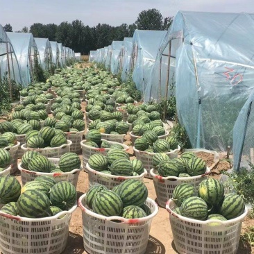 美都西瓜，薄皮大红嚷，甜度高，直育苗，基地供应