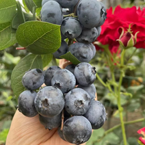 怡颗mei蓝莓一个品种爆款蓝莓特大果预售