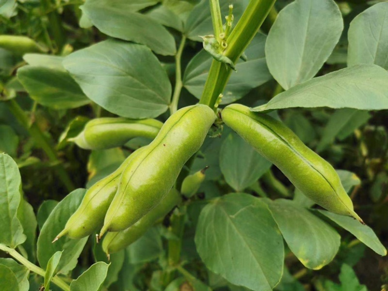 贵州高山蚕豆基地直发日供10吨颗粒饱满