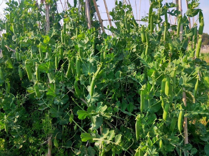 贵州高山蚕豆基地直发日供10吨颗粒饱满