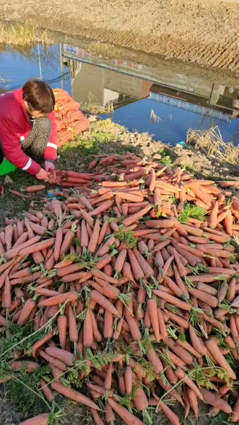 次品胡萝卜红萝卜大量供应适用于加工养殖用！