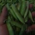 2022湖北襄阳的新豌豆大量上市啦！颗粒饱满，色泽鲜亮