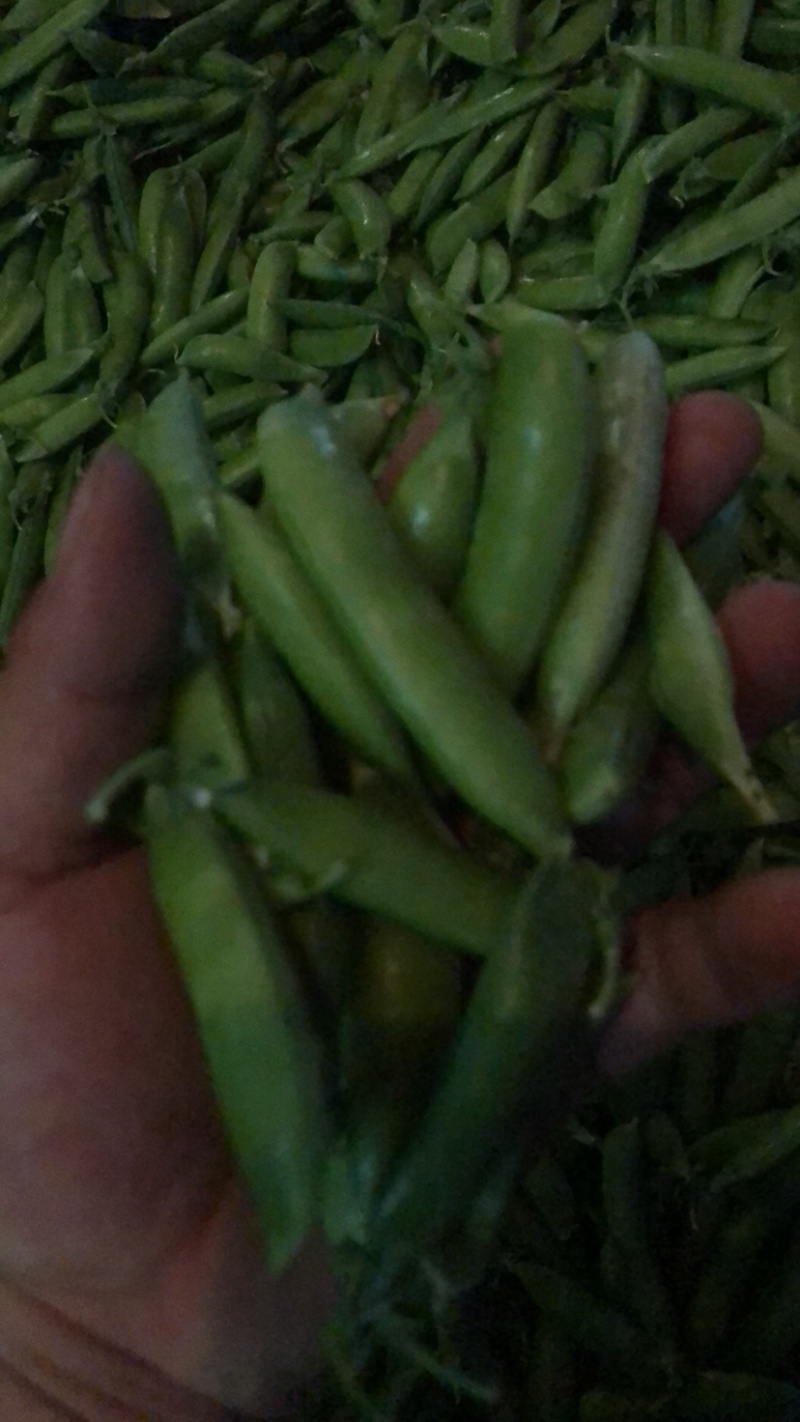 2022湖北襄阳的新豌豆大量上市啦！颗粒饱满，色泽鲜亮